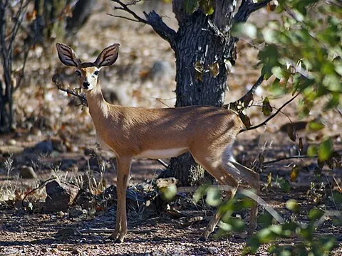 steenbok: a common small antelope of southern and eastern Africa, Raphicerus campestris