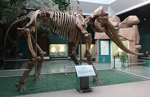 stegodon: any member of the extinct genus †Stegodon, related to modern elephants; a stegodont