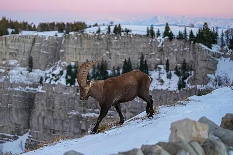 steinbock: a type of ibex (Capra ibex)
