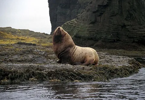 steller sea lion: a species of sea lion, Eumetopias jubatus, the largest of the eared seals