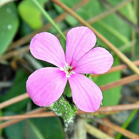 stenandrium: any of the genus Stenandrium of flowering plants of the Americas