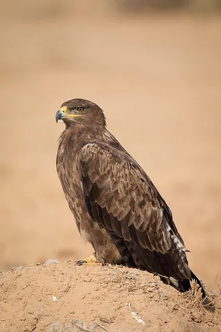 steppe eagle: aquila nipalensis, a bird of prey of the family Accipitridae. Previously considered to be closely...