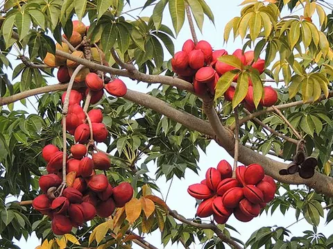 sterculia: any of a number of tropical trees and shrubs, of the genus Sterculia, many of which bear...