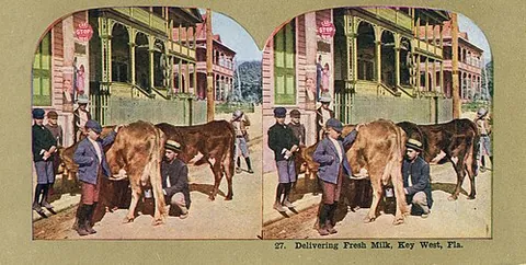 stereoview: a stereograph: a pair of pictures to be viewed through a stereoscope