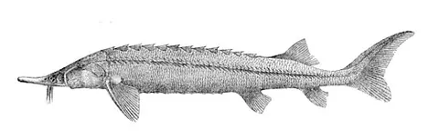 sterlet: a smaller, common Eurasian sturgeon, of the species Acipenser ruthenus