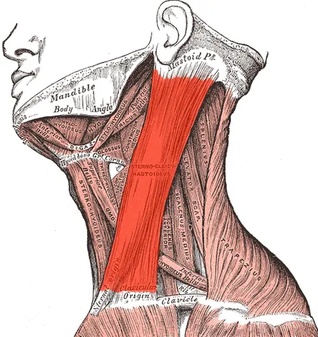 sternocleidomastoid muscle: a long thick superficial muscles on each side of the anterior neck which arises by one head from...
