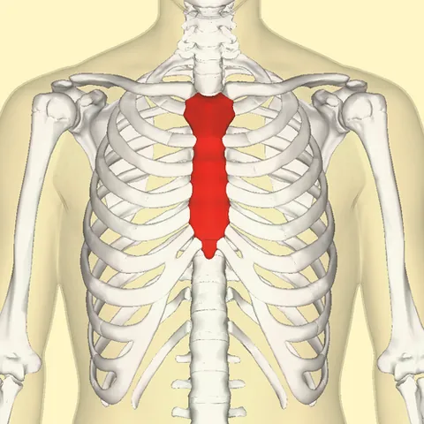 sternum: the breastbone, consisting of the manubrium, gladiolus, and xiphoid process
