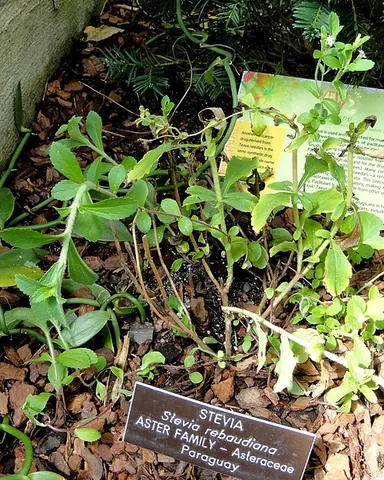 stevia: any of the sweet herbs of genus Stevia, native to tropical and subtropical regions of South America...