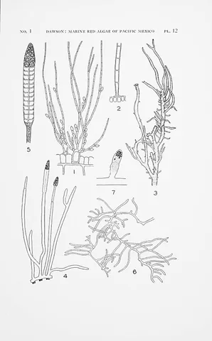 stichidium: a special pod-like or fusiform branch containing tetraspores, found in certain red algae