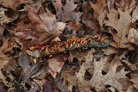 stick: a small, thin branch from a tree or bush; a twig; a branch