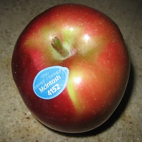 sticker: something or someone that sticks (pierces, or adheres)