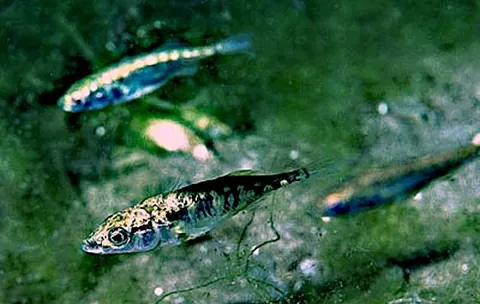 stickleback: any one of numerous species of small fish of the family Gasterosteidae. The back is armed with two...