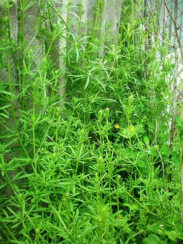 stickyweed: a creeping plant of species Galium aparine, covered in small hooked hairs, known for clinging to...