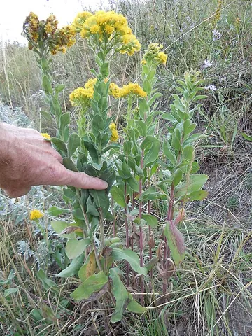 stiff-leaf goldenrod: solidago rigida, native to most of eastern North America