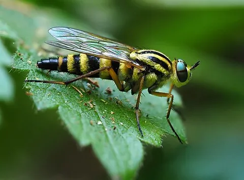 stiletto fly: any of the predatory flies in the family Therevidae