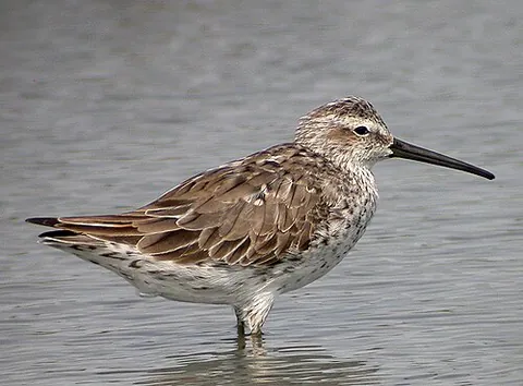 stilt sandpiper: a type of sandpiper, (Calidris himantopus)