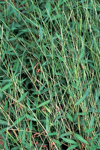stiltgrass: japanese stiltgrass, an annual grass of species Microstegium vimineum, native to East Asia, often...