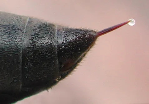 stinger: a pointed portion of an insect or arachnid used for attack