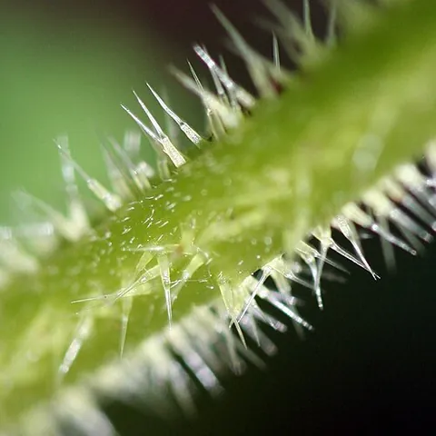stinging nettle: a nettle; a member of any the species of genus Urtica, which cause painful short-term skin...