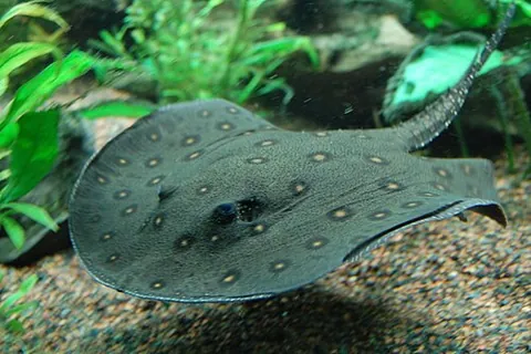 stingray: any of various large, venomous rays, of the orders Rajiformes and Myliobatiformes, having a barbed,...