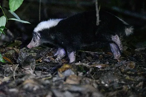 stink badger: either of the species of mammals in the Mydaus genus, native to Southeast Asia, resembling a badger...