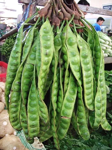 stink bean: a tree (Parkia speciosa) that produces edible beans