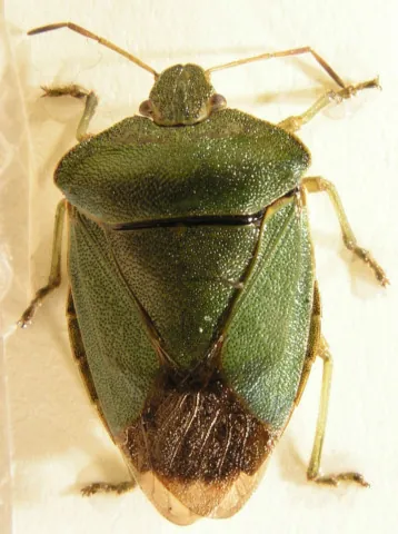 stinkbug: any of several insects, usually shield-shaped, possessing a gland that produces a foul-smelling...