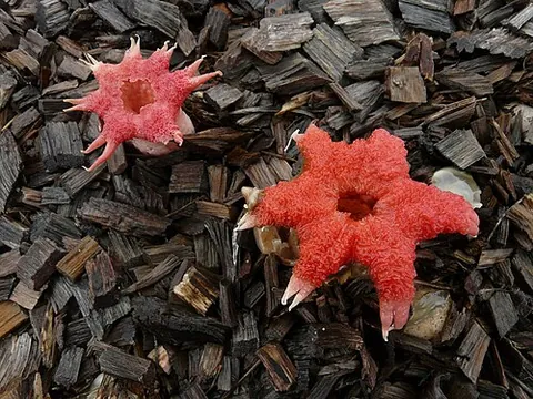 stinkhorn: any fungus of the order Phallales, which produce a foul-scented, rod-shaped mushroom