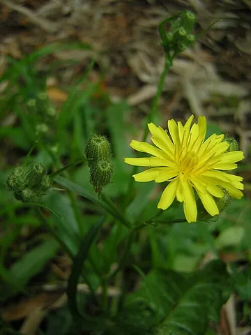 stinking hawksbeard: a roadside hawk's-beard (Crepis foetida)