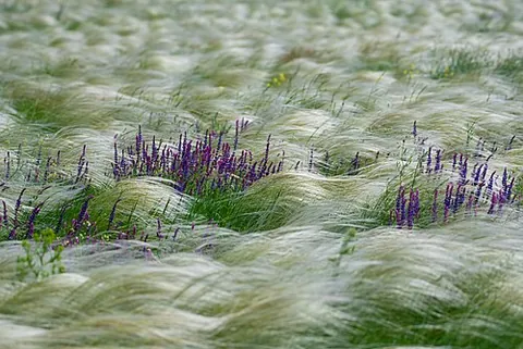 stipa: any grass of the genus Stipa