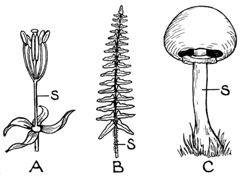 stipe: the stem of a mushroom, kelp, etc