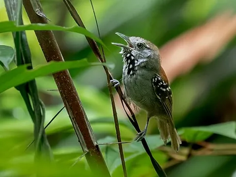 stipplethroat: any of the tropical birds in the genus Epinecrophylla, found in Central and South America