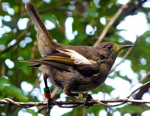stitchbird: notiomystis cincta, a rare honeyeater-like bird endemic to parts of New Zealand