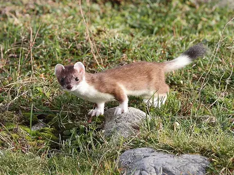 stoat: mustela erminea, the ermine or short-tailed weasel, a mustelid native to Eurasia and North America,...