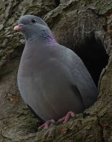 stock dove: a pigeon of species Columba oenas, found in much of Europe, in the family Columbidae