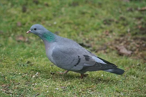 stock pigeon: a pigeon of species Columba oenas, of western Eurasia