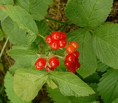 stone bramble: a plant species of the genus Rubus, Rubus saxatilis