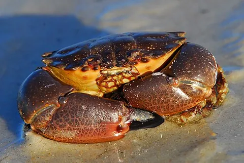 stone crab: a Florida stone crab (Menippe mercenaria, family Menippidae