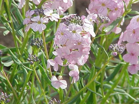 stone cress: any of the flowering plants of the genus Aethionema