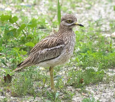 stone curlew: any of several species of large terrestrial birds in the family Burhinidae
