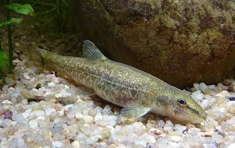 stone loach: barbatula barbatula, a species of ray-finned fish in the family Nemacheilidae or subfamily...