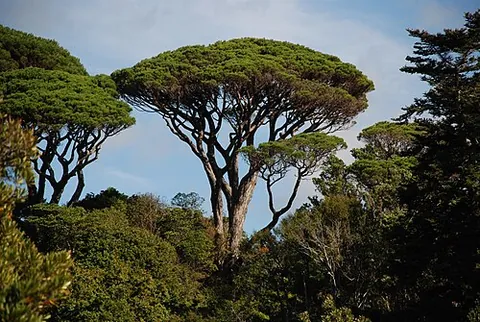 stone pine: a pine of species Pinus pinea, native of southern Europe