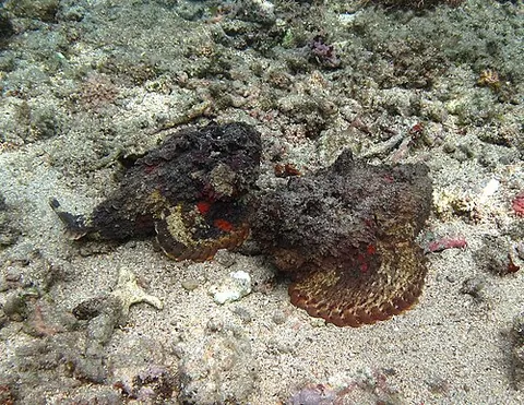 stonefish: a venomous tropical marine fish resembling a piece of rock, of the genus Synanceia, found in the...