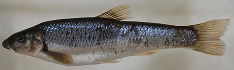 stoneroller: an American minnow, Campostoma anomalum