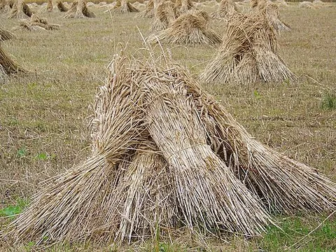 stook: a pile or bundle, especially of straw