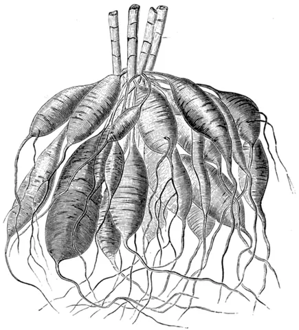 storage organ: a part of a plant, such as a bulb, specifically modified for storage of energy (generally in the...