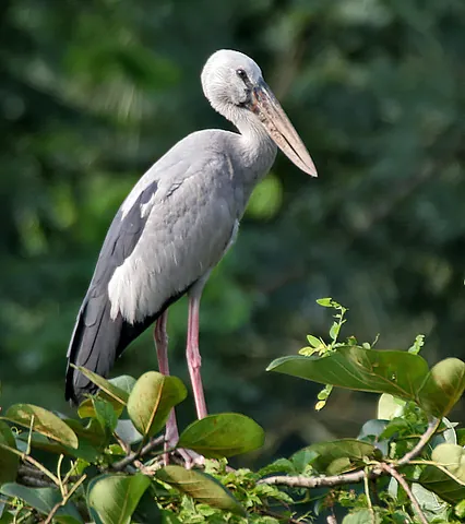 stork: a large wading bird with long legs and a long beak of the order Ciconiiformes and its family...