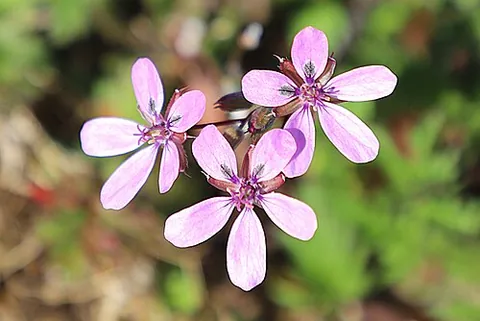 storksbill: any plant of genus Pelargonium