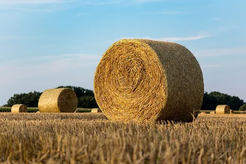 stover: fodder for cattle, especially straw or coarse hay