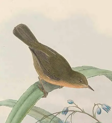 straightbill: any of the birds in the genus Timeliopsis, found in Australia